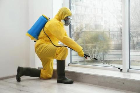 Importance of Hiring Skilled Exterminators over DIY Methods for Termite Control in Anaheim